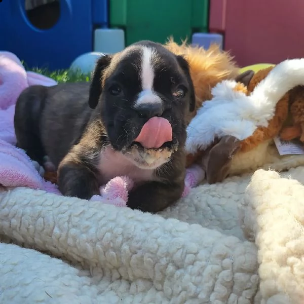 cuccioli di pitbull sani pronti | Foto 3