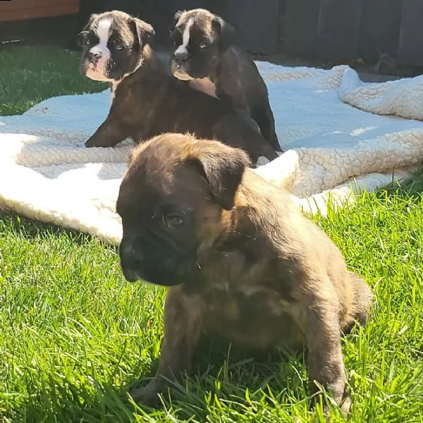 cuccioli di pitbull sani pronti | Foto 2