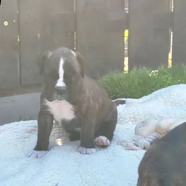 cuccioli di pitbull sani pronti | Foto 1