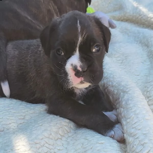 cuccioli di pitbull sani pronti | Foto 0