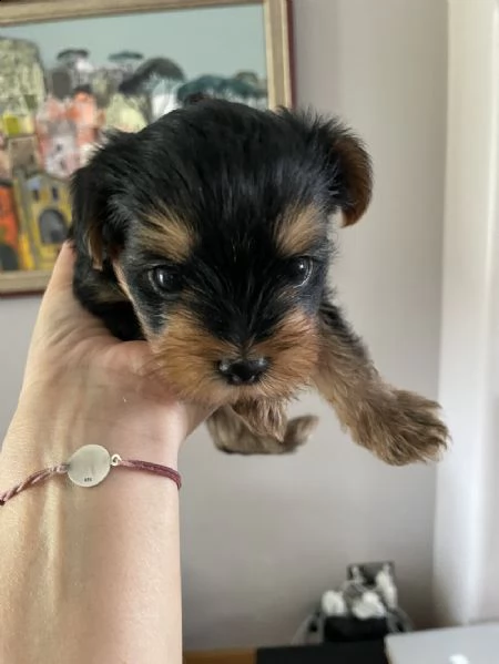 i cuccioli di yorkie sono pronti ora | Foto 4