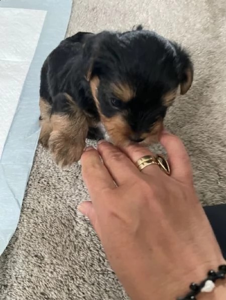 i cuccioli di yorkie sono pronti ora | Foto 3