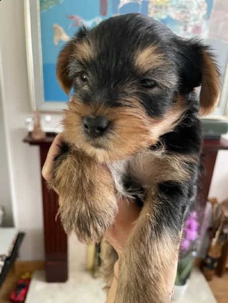 i cuccioli di yorkie sono pronti ora | Foto 2