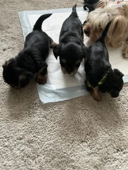 i cuccioli di yorkie sono pronti ora | Foto 1