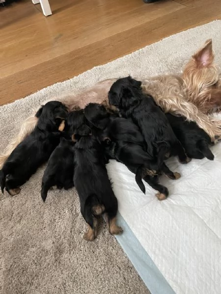i cuccioli di yorkie sono pronti ora