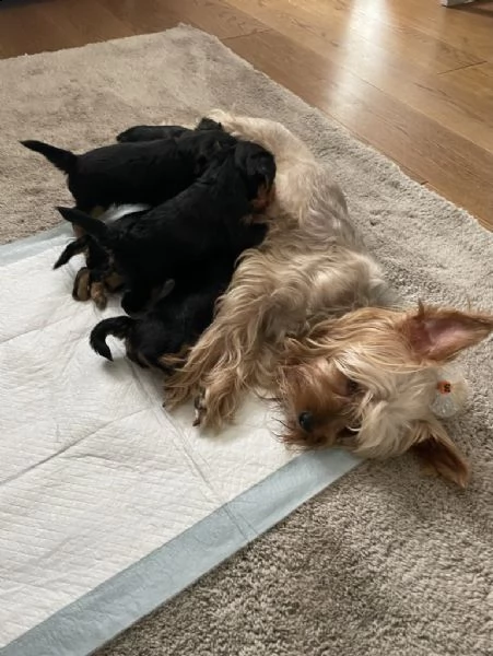 i cuccioli di yorkie sono pronti ora | Foto 0