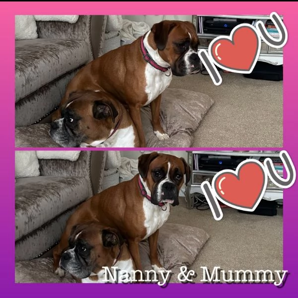 bellissimi cuccioli di boxer | Foto 3