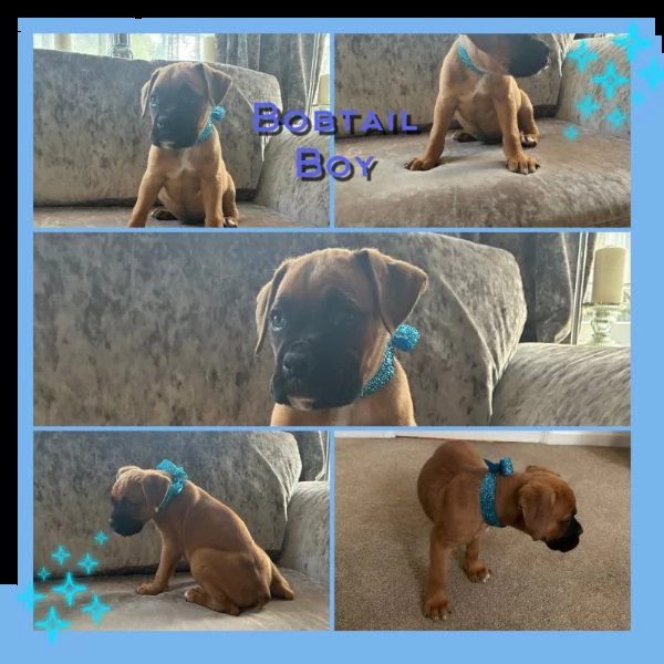 bellissimi cuccioli di boxer | Foto 2