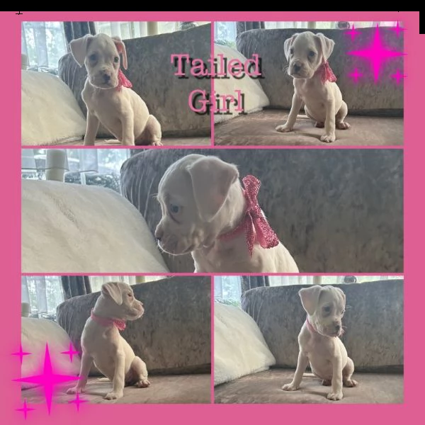 bellissimi cuccioli di boxer | Foto 1