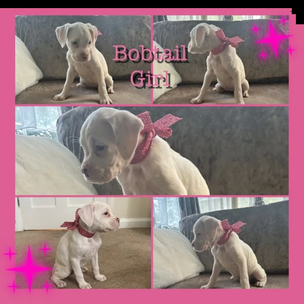 bellissimi cuccioli di boxer | Foto 0