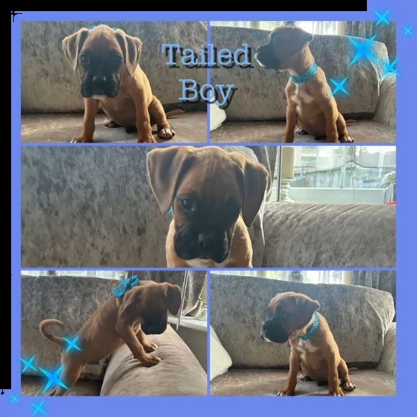 bellissimi cuccioli di boxer