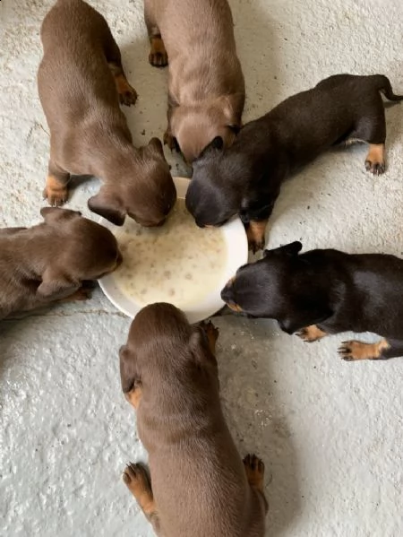 cuccioli di bassotto | Foto 1