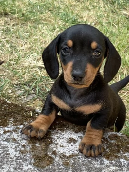 cuccioli di bassotto | Foto 0