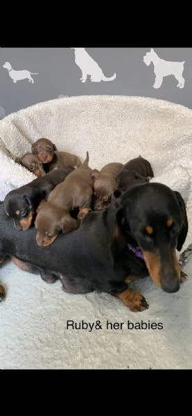 cuccioli di bassotto