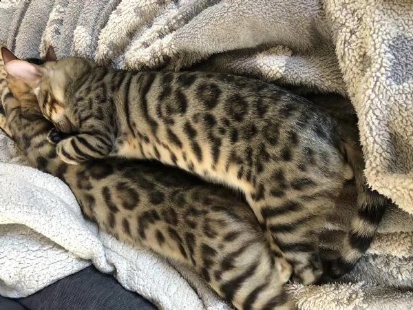gatto del bengala maschio di sei mesi