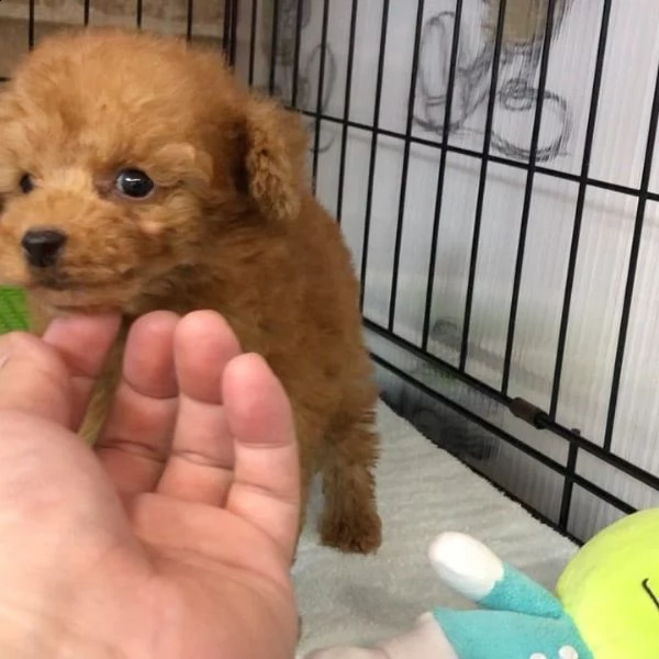cuccioli di barboncino disponibili per l'adozione