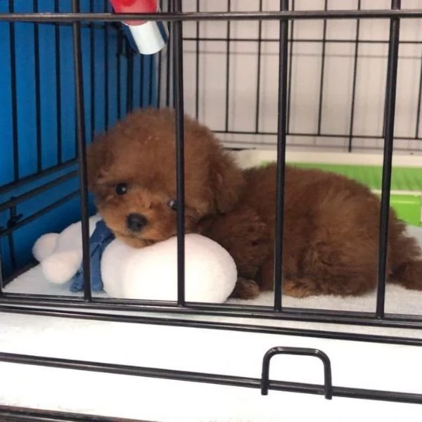 cuccioli di barboncino | Foto 0