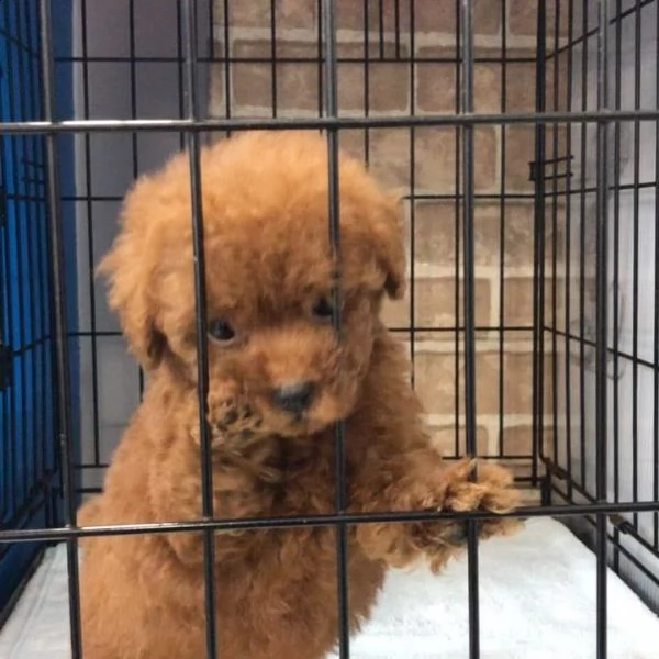 disponibili cuccioli di barboncino in regalo