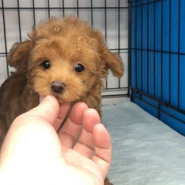 disponibili cuccioli di barboncino, adozione