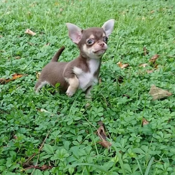 regala cuccioli di chihuahua.... | Foto 1