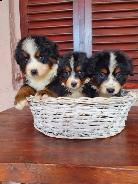montagna bernese cuccioli | Foto 1