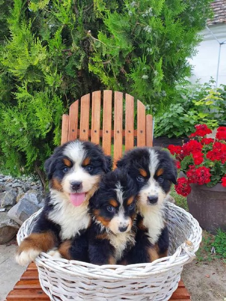 montagna bernese cuccioli | Foto 0