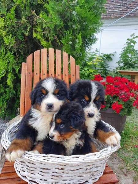 montagna bernese cuccioli