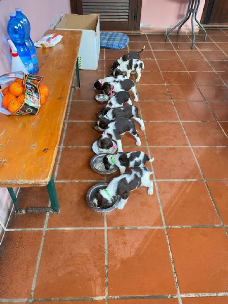 cuccioli di springer spaniel  | Foto 0