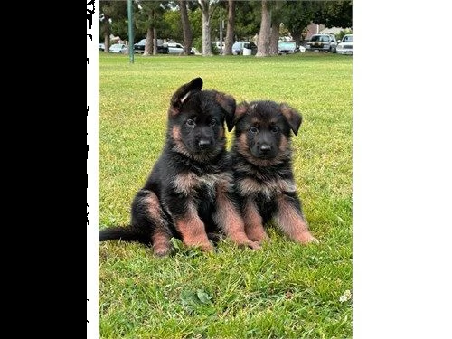 cuccioli pastore tedesco | Foto 1