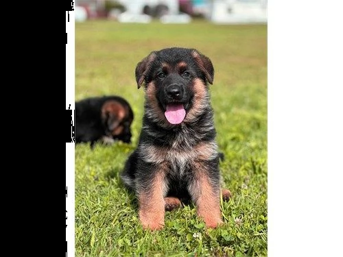 cuccioli pastore tedesco | Foto 0