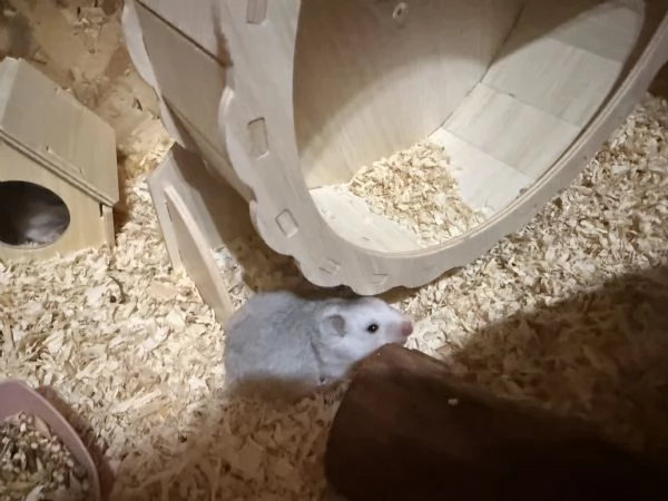 CUCCIOLI CRICETO