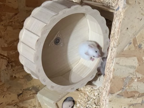 CUCCIOLI CRICETO | Foto 1