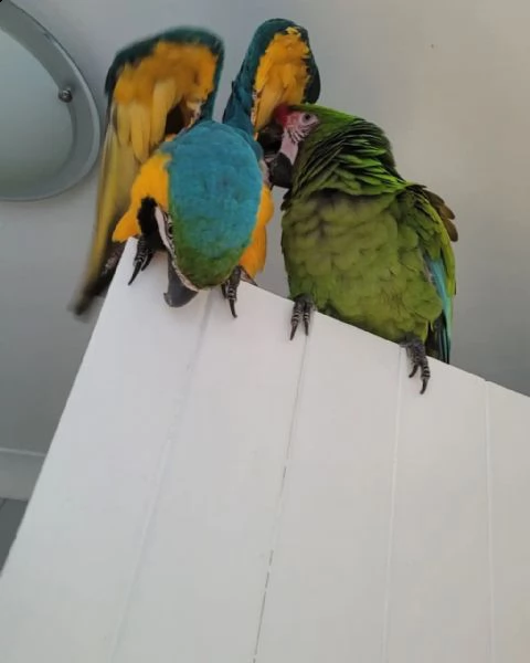 test del dna pappagalli ara per adozione