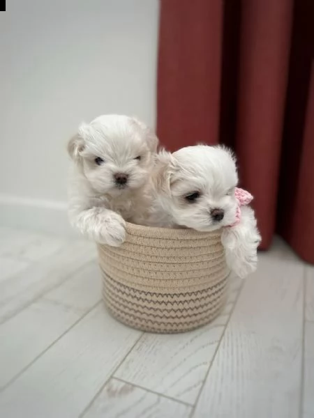 regalo  maltese mini toy//