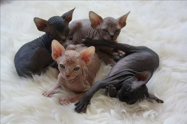 cuccioli di sphynx
