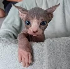 cuccioli di sphynx | Foto 4