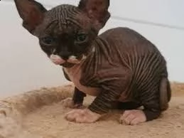 cuccioli di sphynx | Foto 3
