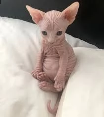cuccioli di sphynx | Foto 2