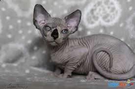 cuccioli di sphynx | Foto 1