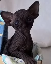cuccioli di sphynx | Foto 0