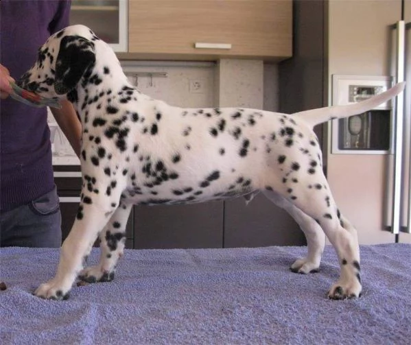 cuccioli di dalmata