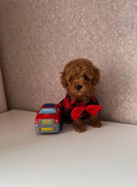 cuccioli di barboncino toy  | Foto 3