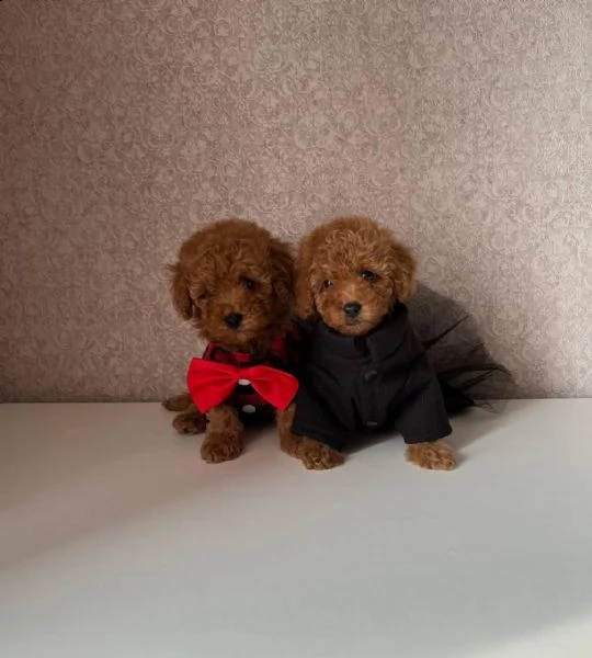 cuccioli di barboncino toy  | Foto 1