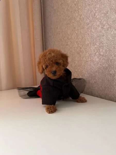 cuccioli di barboncino toy 