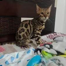 cuccioli di bengal  | Foto 6