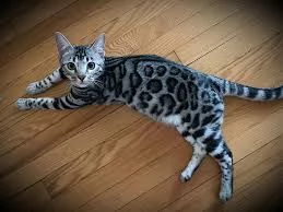 cuccioli di bengal  | Foto 5