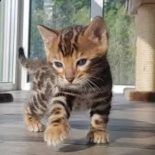 cuccioli di bengal 