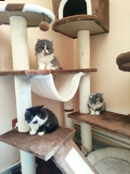 disponibili gattini persiani. | Foto 0
