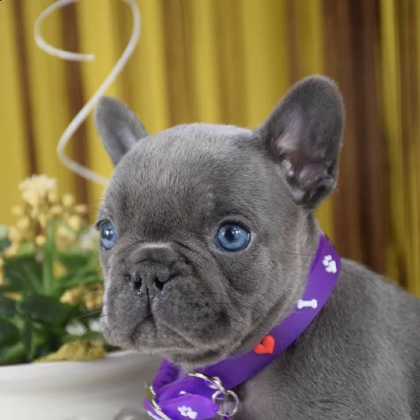 regalo bulldog francese | Foto 0