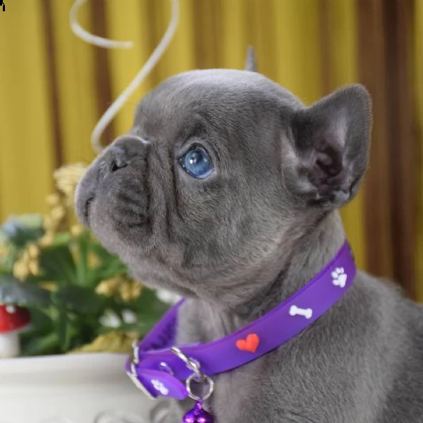 regala cuccioli di bulldog francese. | Foto 0